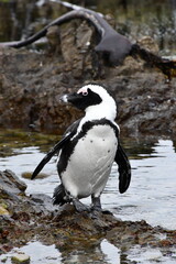 African penguin colony at Betty's Bay | Garden Route | South Africa