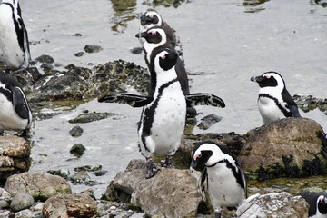 African penguin colony at Betty's Bay | Garden Route | South Africa