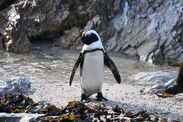 African penguin colony at Betty's Bay | Garden Route | South Africa
