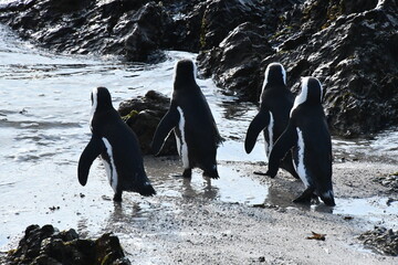 African penguin colony at Betty's Bay | Garden Route | South Africa
