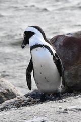 African penguin colony at Betty's Bay | Garden Route | South Africa