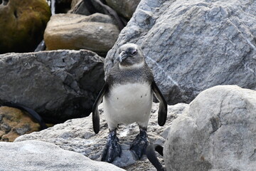 African penguin colony at Betty's Bay | Garden Route | South Africa