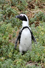African penguin colony at Betty's Bay | Garden Route | South Africa