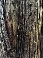 bark of a tree