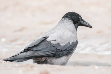 Nebelkrähe am Ostseestrand