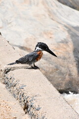 Giant Kingfisher in Kruger National Park | Safari | South Africa