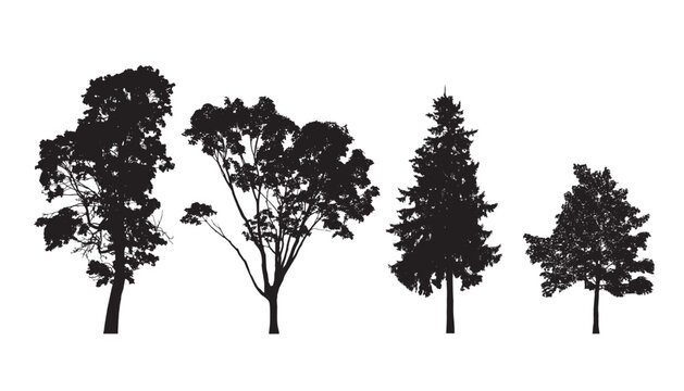 Vector trees in silhouettes. Vector black trees  set on white background.