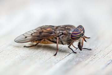 Detailed close-up of horsefly side view