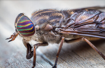 Extreme close-up of horsefly side view
