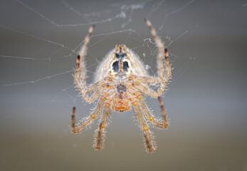 Large brown orbweaver spider hanging upside down on its web