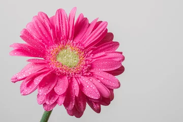 Poster pink gerbera flower with water drops isolated on the white background  © Myr