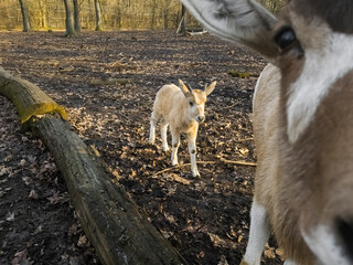 Addax baby with her mother in a forest