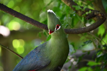 Guinea Turaco / Loerie | Birds of Eden | South Africa