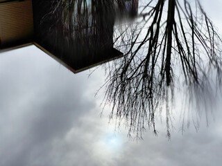 A reflection of a tree and building in a puddle