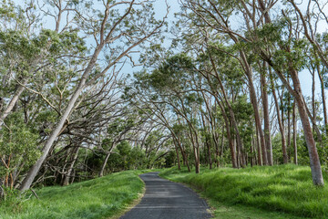 Fototapeta na wymiar Acacia koa, commonly known as koa,[3] is a species of flowering tree in the family Fabaceae. It is endemic to the Hawaiian Islands, Mauna Loa Road，Hawaiʻi Volcanoes National Park.