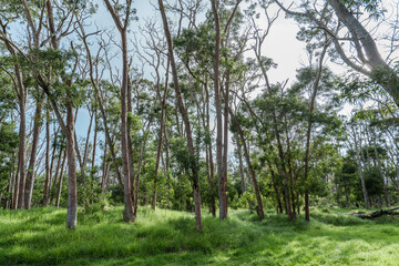 Acacia koa, commonly known as koa,[3] is a species of flowering tree in the family Fabaceae. It is endemic to the Hawaiian Islands, Mauna Loa Road，Hawaiʻi Volcanoes National Park.