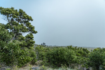 Acacia koa, commonly known as koa,[3] is a species of flowering tree in the family Fabaceae. It is endemic to the Hawaiian Islands,  Mauna Loa Trail，Hawaiʻi Volcanoes National Park.