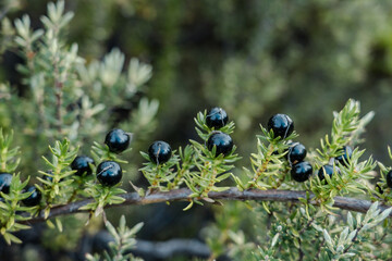 Coprosma ernodeoides, known as black-fruited coprosma in English and kūkaenēnē or ʻaiakanēnē in Hawaiian, Mauna Loa Trail，Hawaiʻi Volcanoes National Park.