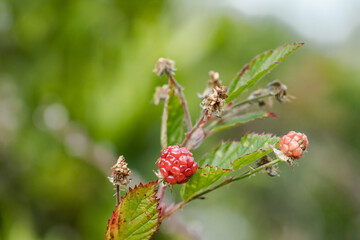 Rubus argutus is a North American species of prickly bramble in the rose family. sawtooth blackberry or tall blackberry after its high growth. Mauna Loa Road，Hawaiʻi Volcanoes National Park. 