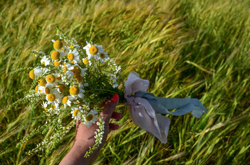 A bouquet of daisies in the girl's hand