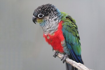 blue and yellow macaw