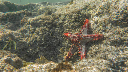 Red-knobbed starfish. Watamu, Kenya.