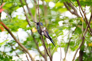Hummingbird, beautiful details of a beautiful hummingbird perched on a branch, natural light, selective focus.