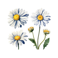 watercolor daisy clipart for graphic resources