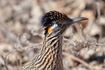 Greater Roadrunner