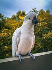 White Cockatoo Parrot, Australia Native Bird.