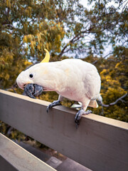 White Cockatoo Parrot, Australia Native Bird.
