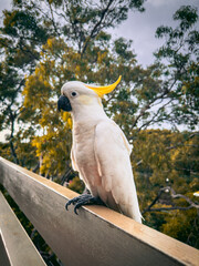 White Cockatoo Parrot, Australia Native Bird.