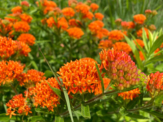 Butterfly Weed growing in Midwest of North America