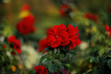 Red roses in the park and a beautiful green blurred background with bokeh. Roses with stamens and red petals.