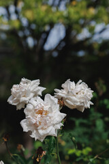 Blurred dark background with bokeh and white roses flowers in the park. Green leaves. Copy space.