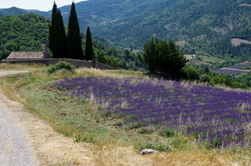 Lavender field in the Baronnies in the South East of France, in Europe