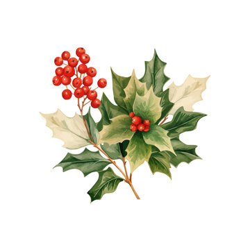watercolor holly plant flower clipart for graphic resources