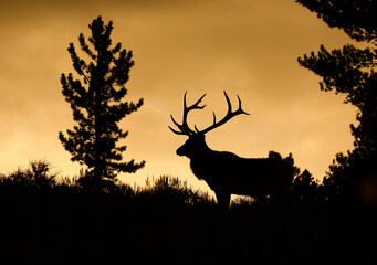 Rocky Mountain Elk - a large bull silhouetted against the blue sky at twilight in an alpine meadow...