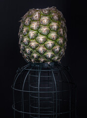 A lonely pineapple put on a green cage on Black background. Copy space, Selective focus.