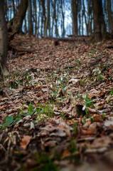 Snowdrop flowers in the spring forest