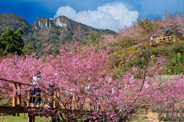 Beautiful landscape, pink cherry blossoms or cherry blossoms with romantic wooden bridge. Mae Wang District on Doi Inthanon National Park, Chiang Mai, Thailand