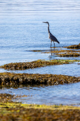 Blue Heron wading in shallow sea