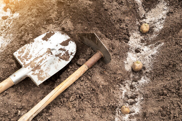 Sowing, planting potato. Farming tools shovel and hoe with seeds potatoes in soil ground with ash...