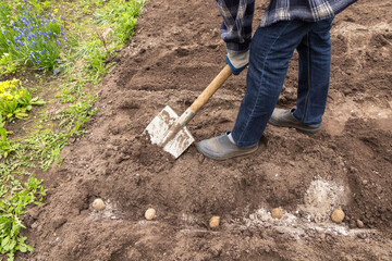 Farmer with shovel planting, sowing seed potato in soil ground in spring garden. Growing eco bio...