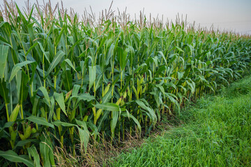 Kukurydza, rosnąca kukurydza, kukurydza na polu, kolby kukurydzy - obrazy, fototapety, plakaty