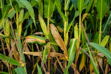 Kukurydza, rosnąca kukurydza, kukurydza na polu, kolby kukurydzy - obrazy, fototapety, plakaty