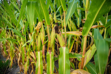 Kukurydza, rosnąca kukurydza, kukurydza na polu, kolby kukurydzy
