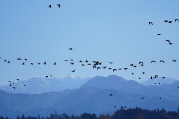 青空を飛ぶ渡り鳥の群れ