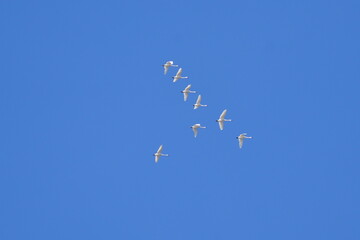 青空を飛ぶ白鳥の群れ
