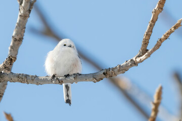 Obraz premium シマエナガ032